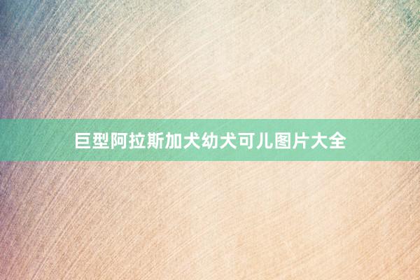 巨型阿拉斯加犬幼犬可儿图片大全